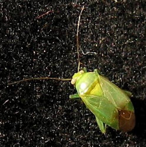 Apolygus lucorum