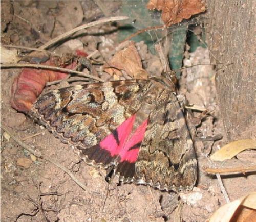 Catocala coniuncta