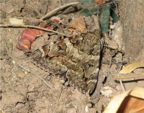 Réf. 11 988 : Catocala coniuncta