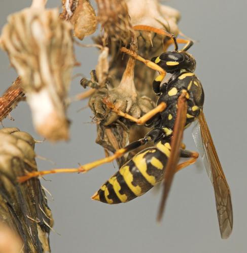 Polistes dominula