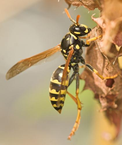 Réf. 11 101 : Polistes dominula