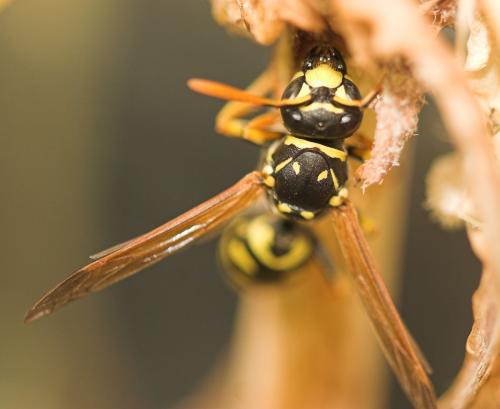 Réf. 11 102 : Polistes dominula