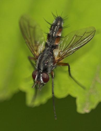 Mintho rufiventris