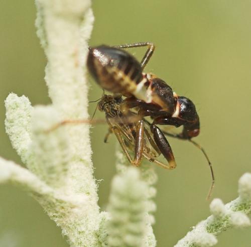 Himacerus mirmicoides