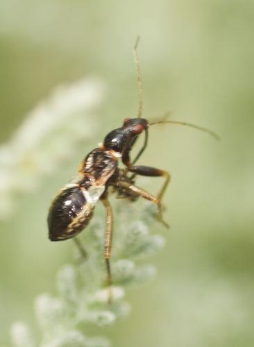 Himacerus mirmicoides