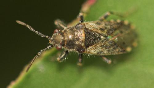 Heterogaster urticae