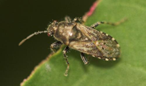 Réf. 11 153 : Heterogaster urticae