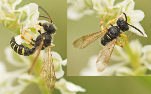 Cerceris sp.