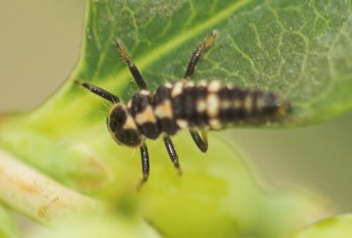 Oenopia conglobata