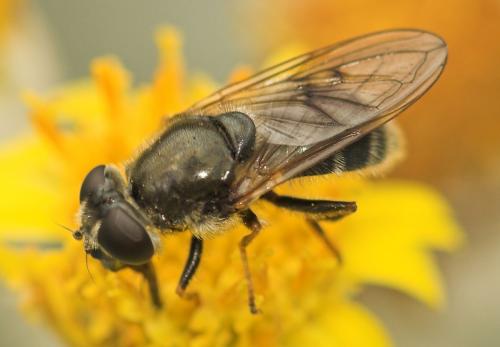 Réf. 11 182 : Cheilosia sp.
