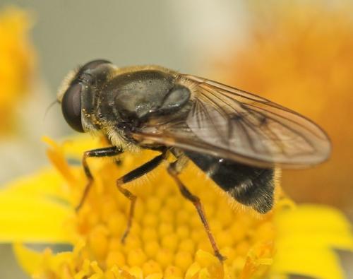 Cheilosia sp.