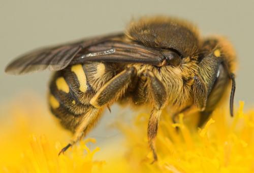 Anthidium septemspinosum