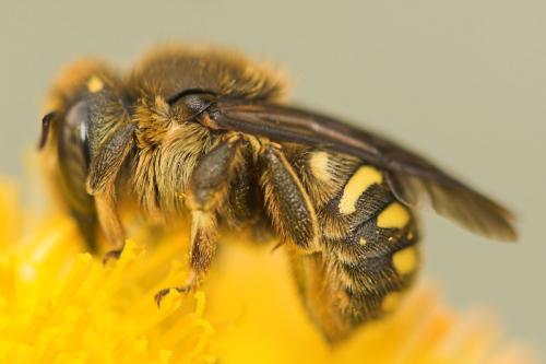 Anthidium septemspinosum