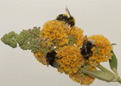 Bombus sp.