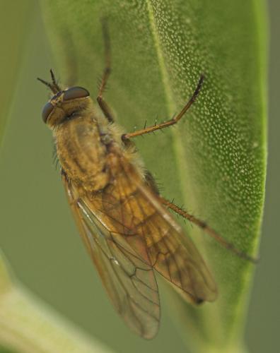 Thereva nobilitata