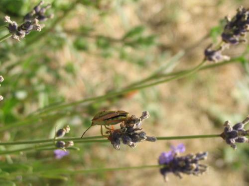 Réf. 11 413 : Carpocoris mediterraneus atlanticus