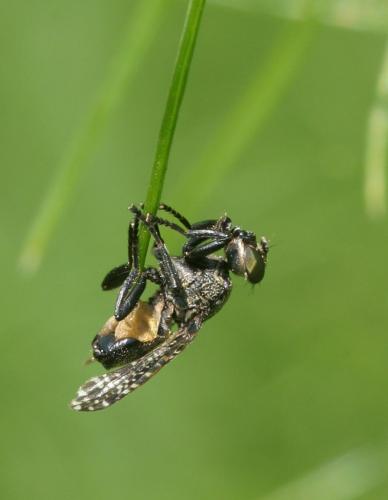 Réf. 11 397 : Platystoma sp.