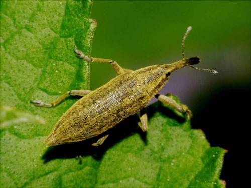Réf. 11 625 : Lixus iridis