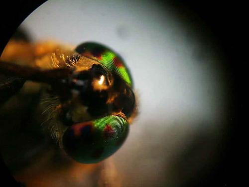 Chrysops viduatus
