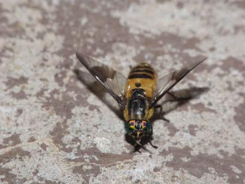 Chrysops viduatus
