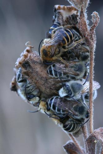 Melitta sp.