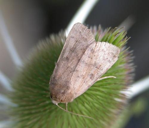 Réf. 11 408 : Hoplodrina octogenaria