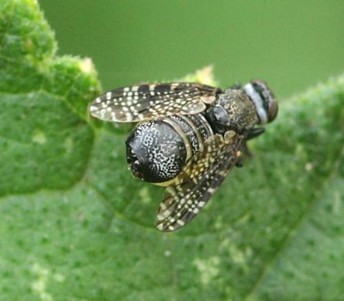 Réf. 11 745 : Platystoma sp.