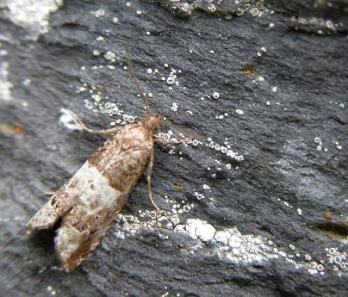 Réf. 11 070 : Notocelia rosaecolana