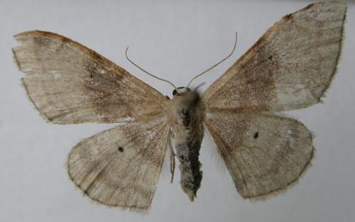 Réf. 11 068 : Idaea degeneraria