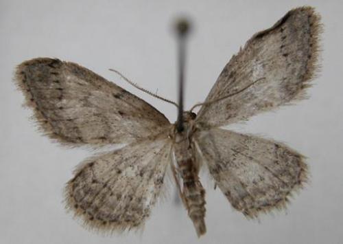 Réf. 11 069 : Idaea seriata