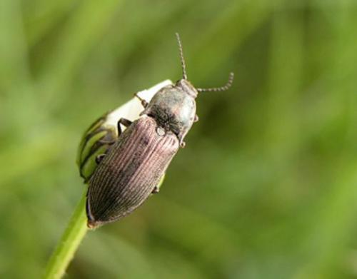 Selatosomus latus