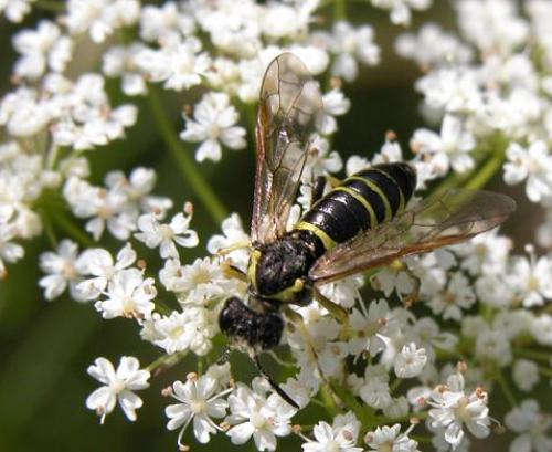 Tenthredo sp.