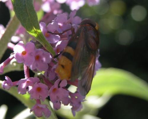 Volucella zonaria