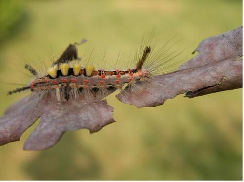Orgyia antiqua