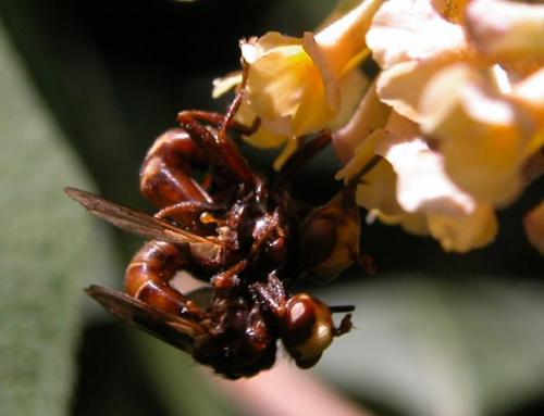 Réf. 11 960 : Sicus ferrugineus