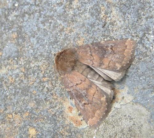 Réf. 11 406 : Charanyca ferruginea