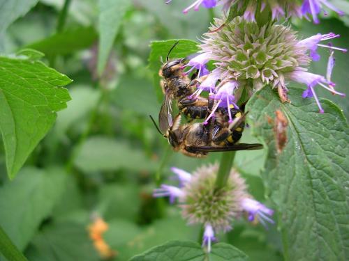 Réf. 11 329 : Anthidium septemspinosum