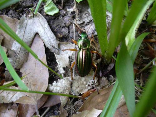Carabus auratus