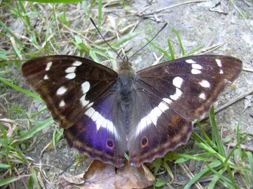 Apatura iris