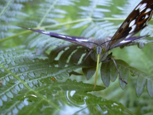 Apatura iris