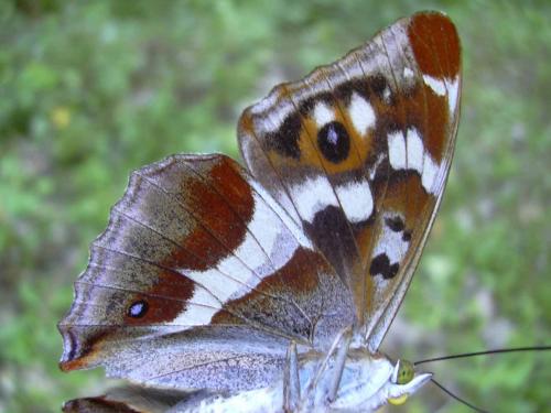 Apatura iris