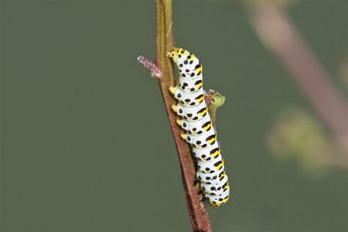 Cucullia scrophulariae