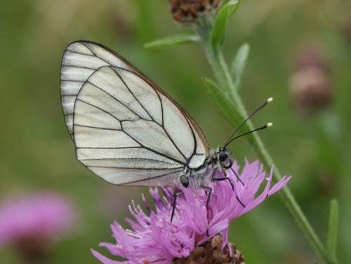 Aporia crataegi