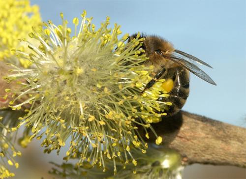 Apis mellifera