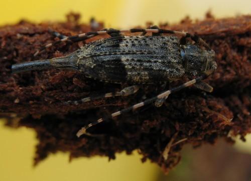 Réf. 11 075 : Acanthocinus reticulatus