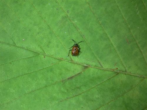 Deraeocoris punctum