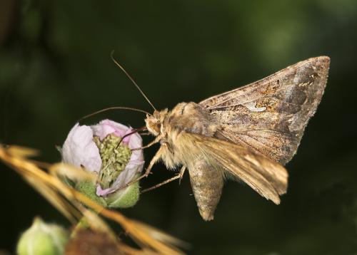 Autographa gamma
