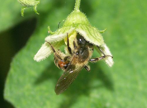 Andrena florea