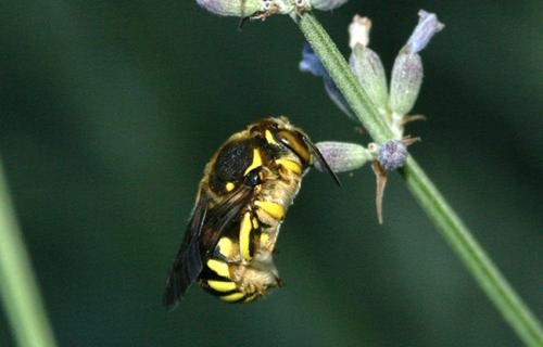 Anthidium manicatum