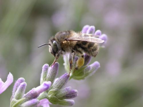 Réf. 11 391 : Anthophora quadrimaculata